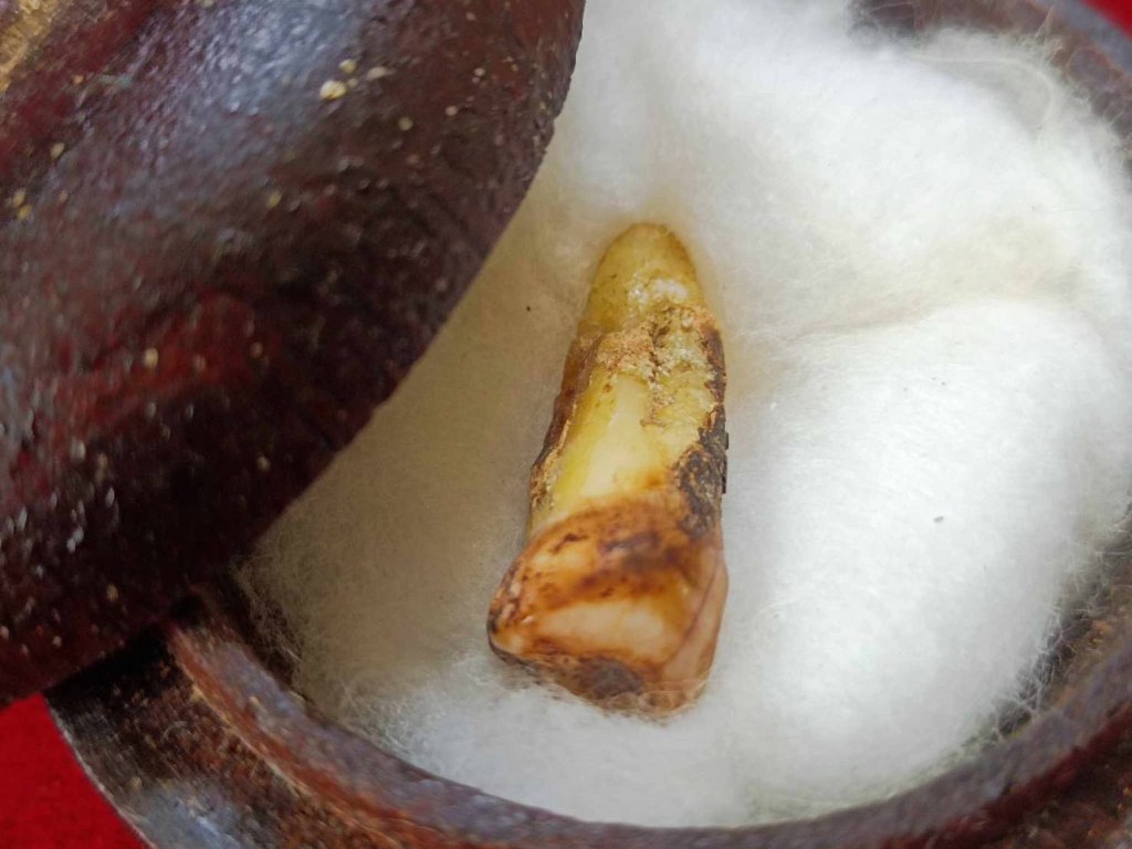 พระทันตธาตุครูบาอิ่นแก้ว วัดป่าถ่อน อ.แม่สรวย จ.เชียงราย ได้มาจากคุณลุงสมหมาย อดีตตำรวจ อ.แม่สรวย คุณลุงสมหมายเป็นญาติหรือหลานครูบาอิ่นแก้ว คุณลุงสมหมายอายุ 62 ปี ยังมีชีวิตอยู่ ได้รับพระทันตธาตุครูบาอิ่นแก้วนี้เมื่อ พ.ศ. 2547 ตอนที่ท่านอายุ 42 ปี