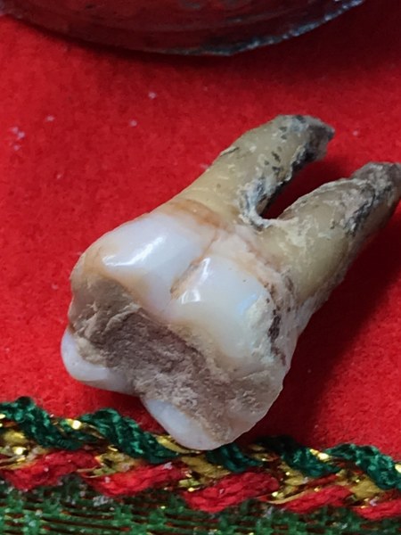 พระทันตธาตุหลวงปู่ครูบาอภิชัยขาวปี วัดผาหนาม จ.ลำพูน