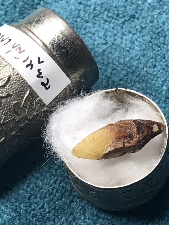 พระทันตธาตุ ครูบาบุญเทียม หรือพระมหาบุญเทียม วัดปงหาศาล จ.ลำปาง ได้มาจากดาบเจริญ หรือ ร.ต.ต.เจริญ อายุ 74 ปี (บันทึก พ.ศ.2567) ดาบเจริญ เคยเป็นตำรวจในเมืองลำปาง ท่านเป็นลูกศิษย์ครูบาบุญเทียม เคยรับใช้ รับส่งเดินทางของครูบา ดาบเจริญได้มาเมื่อปี 2546