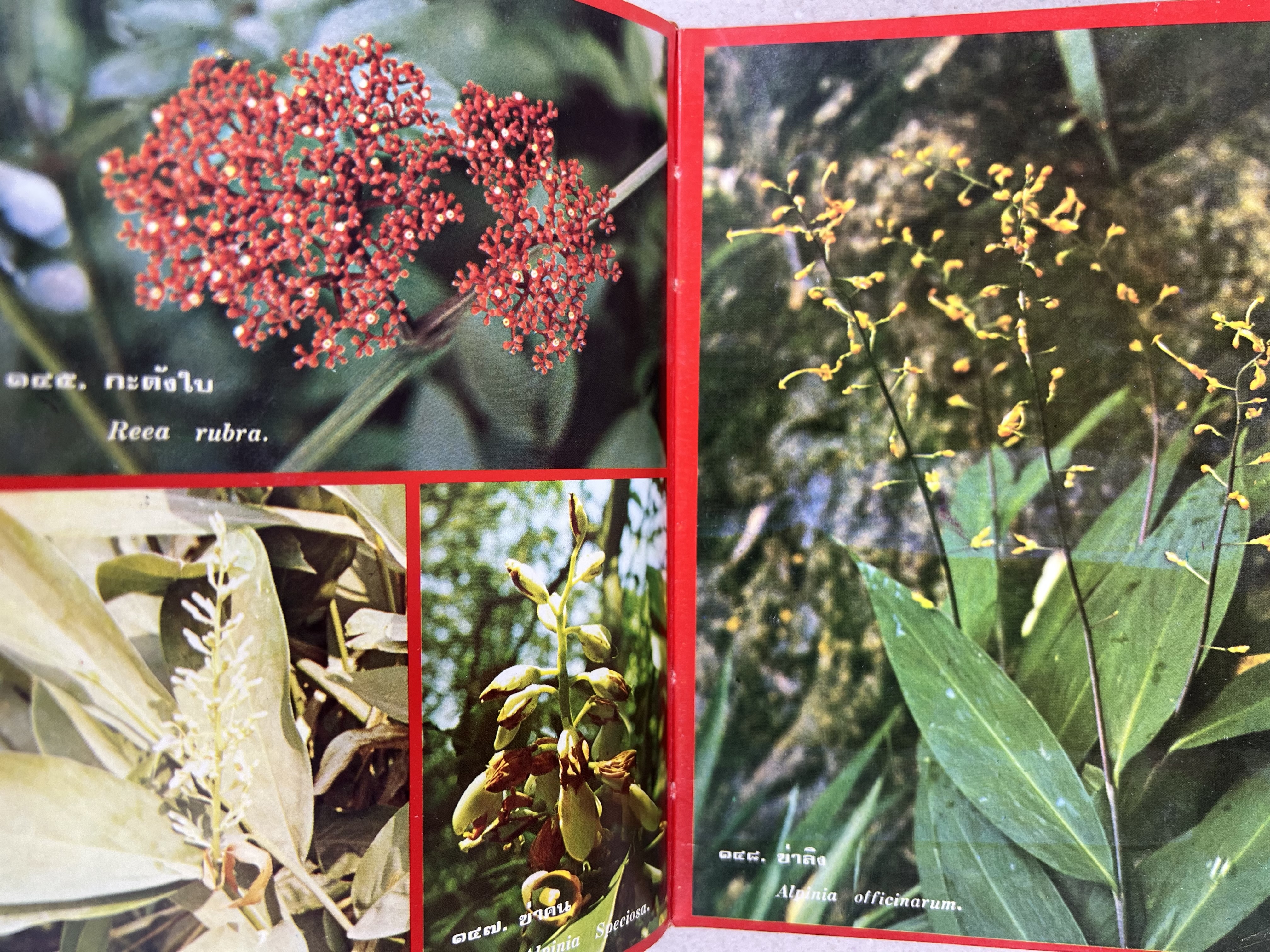 ดอกไม้เมืองไทย ชุดที่ 1-2 : คู่มือรู้จักดอกไม้โดยละเอียด พร้อมภาพสี 140 ภาพ โดย : วิชัย อภัยสุวรรณ (2 เล่มชุด).