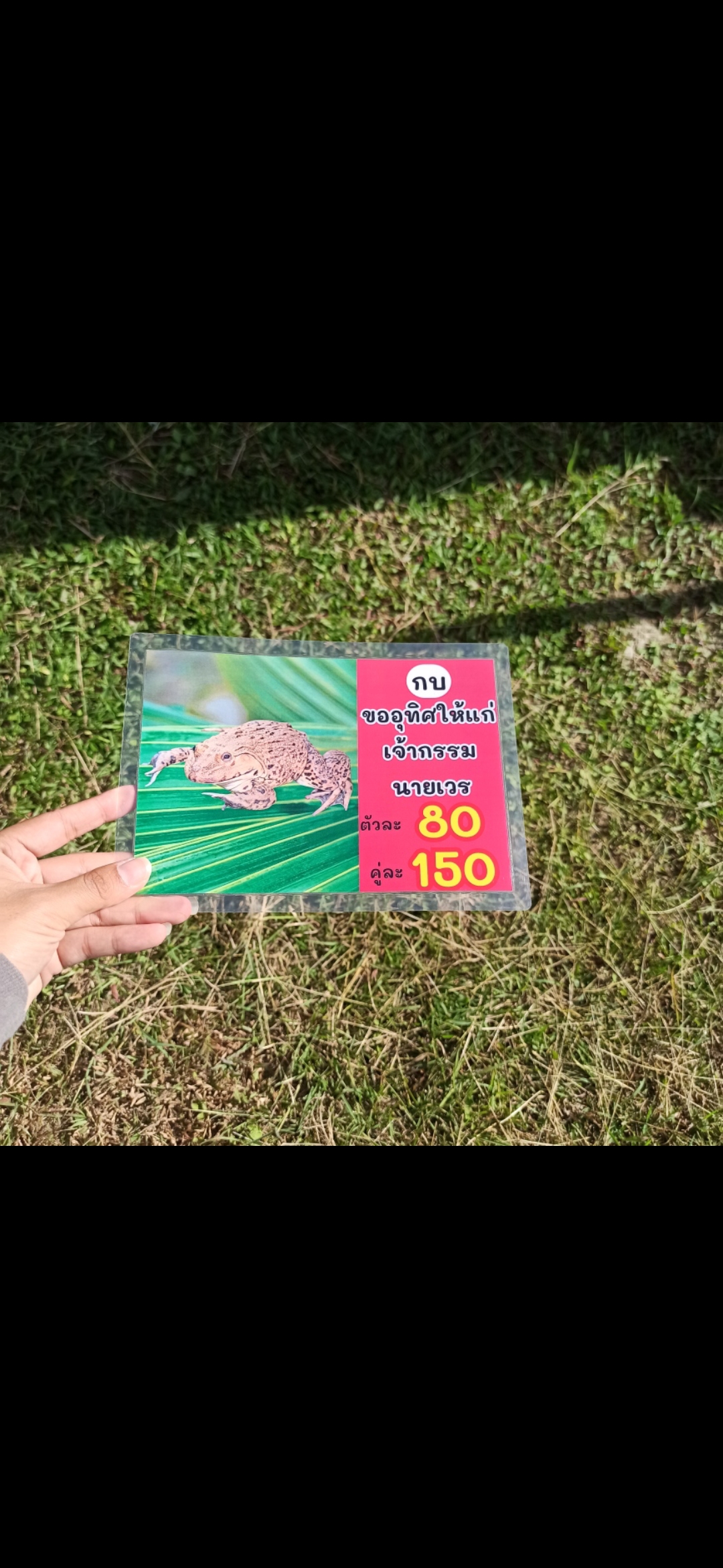 ชุดป้ายเมนู A5 ปลามงคล 12 แผ่น | ปลาไหล, ปลาหมอ, ปลาดุก, ปลานิล, ปลาช่อน, ปลาทับทิม | เสริมโชคลาภ เพิ่มความเฮงให้ร้านคุณทันที! | รหัส 4074