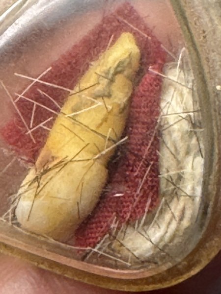 พระทันตธาตุครูบาดวงดี วัดท่าจำปี จ.เชียงใหม่ ร.ต.อ.พิทักษ์ ได้มาจากอดีตพ่อกำนันคม อายุ 72 ปี เคยเป็นกำนันใน อ.ดอยหล่อ จ.เชียงใหม่ ระหว่าง ปี 2552-2560 พ่อกำนันคม เป็นลูกศิษย์ครูบาดวงดี วัดท่าจำปี พ่อกำนันได้รับพระทันนตธาตุนี้มาเมื่อปี 2553