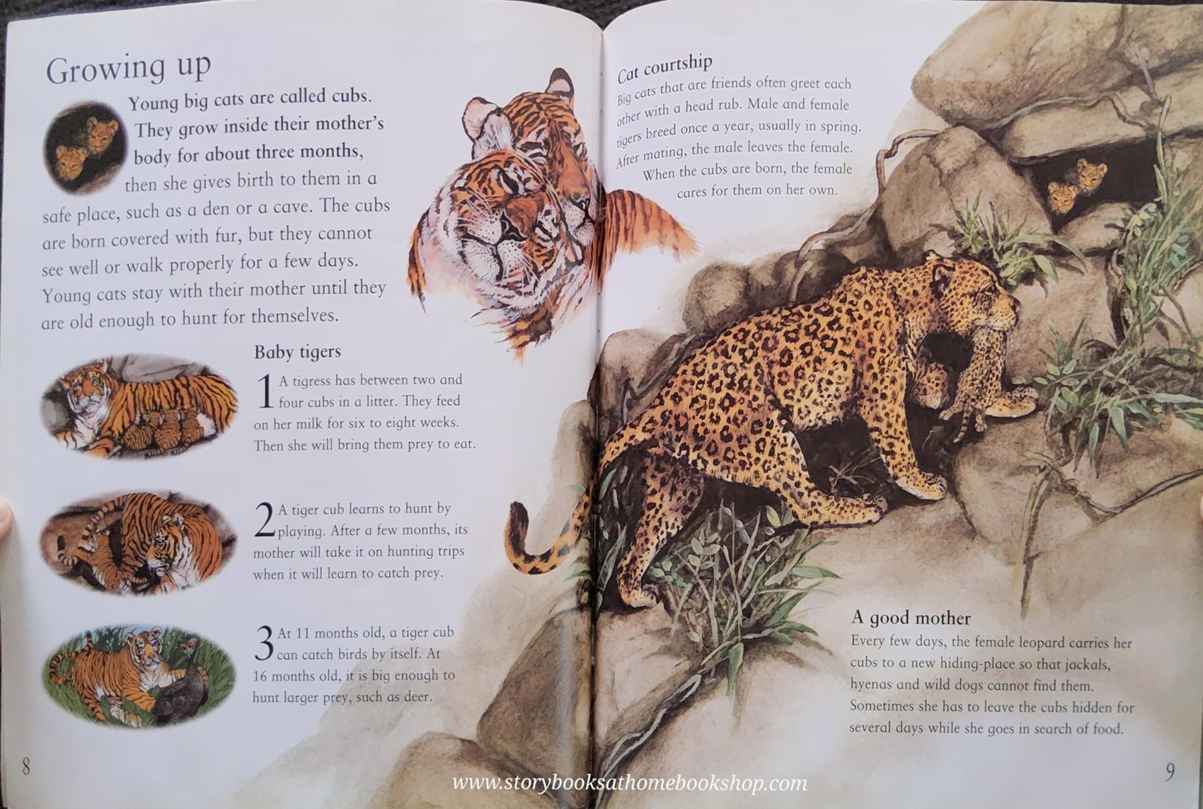 Knowledge Book ** 🍓🍓MY BEST BOOK OF BIG CATS