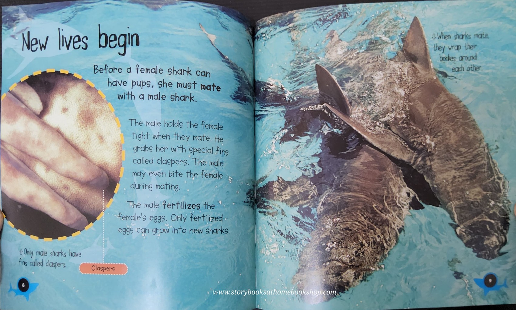 KNOWLEDGE BOOK** ♥️LIFECYCLE: PUP TO SHARK