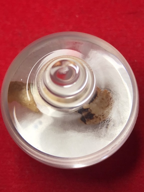 พระทันตธาตุ ครูบากันทา วัดวังจำปา อ.จอมทอง จ.เชียงใหม่ ได้มาจากลุงประสิทธิ์ อดีตนายอำเภอ เวียงหนองล่อง อายุ 74 ปี (บันทึกปี 2566) เล่าว่าได้มา จากพ่ออุดม อายุ 80 ปี ปัจจุบันเสียชีวิตแล้ว โดยได้มาจากอดีตรองเจ้าอาวาสวัดวังจำปา ในขณะนั้นประมาณปี 2537