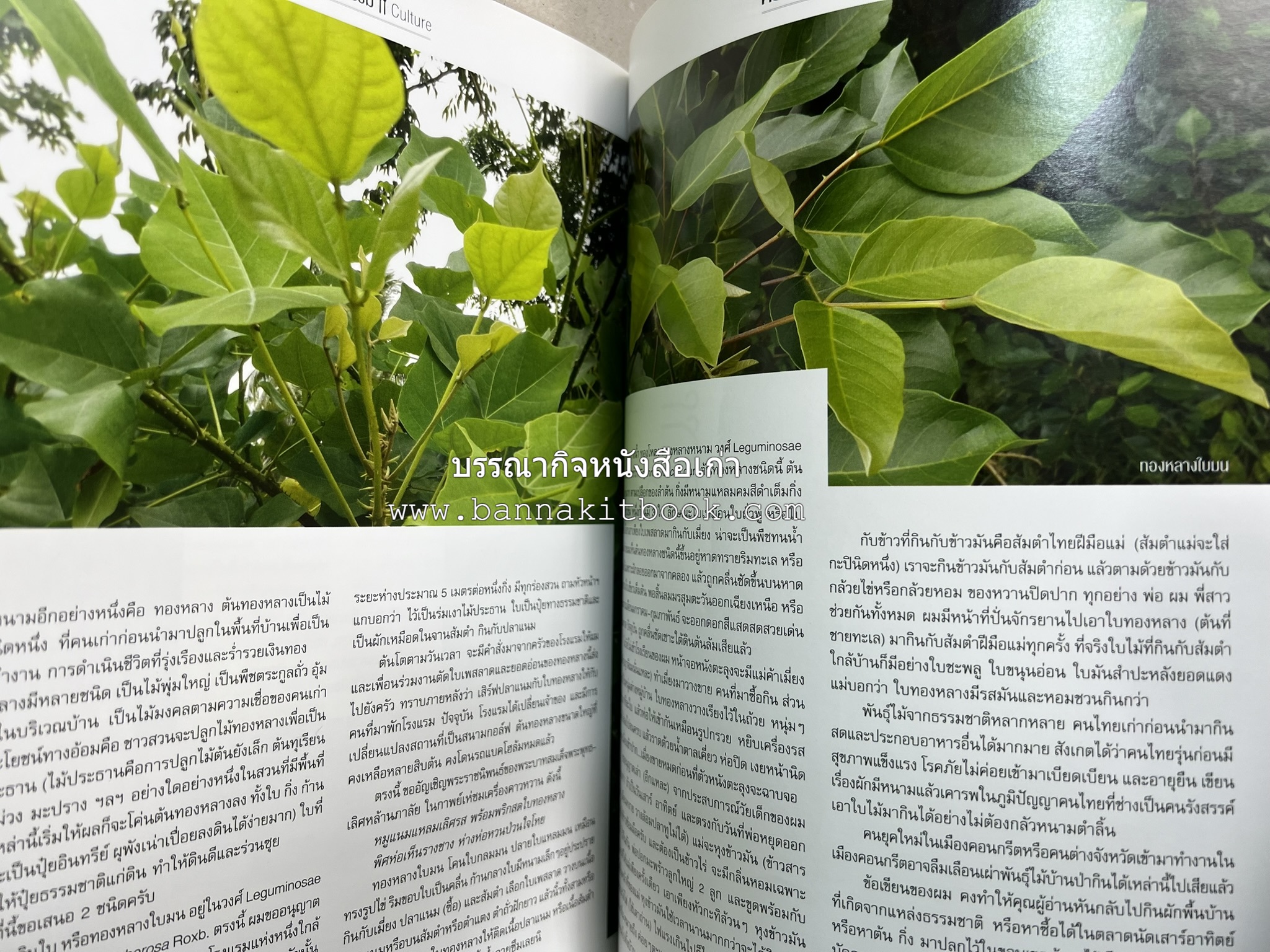 ตำรับอาหารเหนือ ถิ่นล้านนา ของกินบ้านเฮา นิตยสารครัว ฉบับมกราคม 2558.