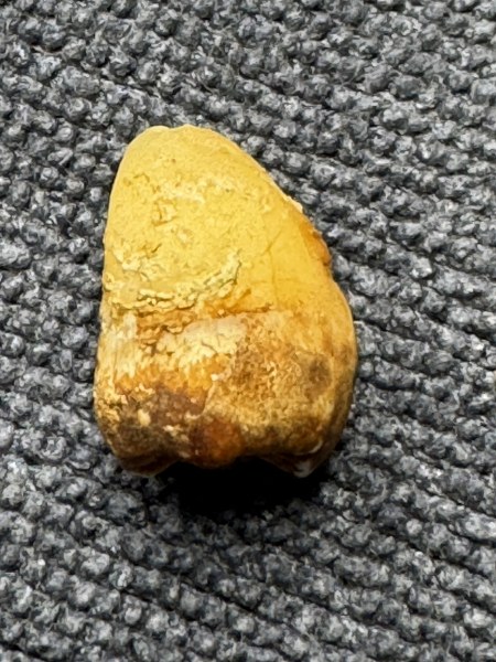 พระทันตธาตุ ครูบาแขนดำ หรือครูบากอ วัดวาฬุการาม อ.ฝาง จ.เชียงใหม่ ได้มาจากลุงอำนาจ อายุ 72 ปี อาชีพขายข้าวสาร ใน อ.เชียงดาว อ.ฝาง ทำสวนปลูกข้าวขาย ลุงอำนาจท่านเป็นลูกศิษย์ของครูบากอ ยามว่างท่านก็มาขับรถให้ครูบากอ ลุงอำนาจได้รับพระทันตธาตุมาให้ปี 2562