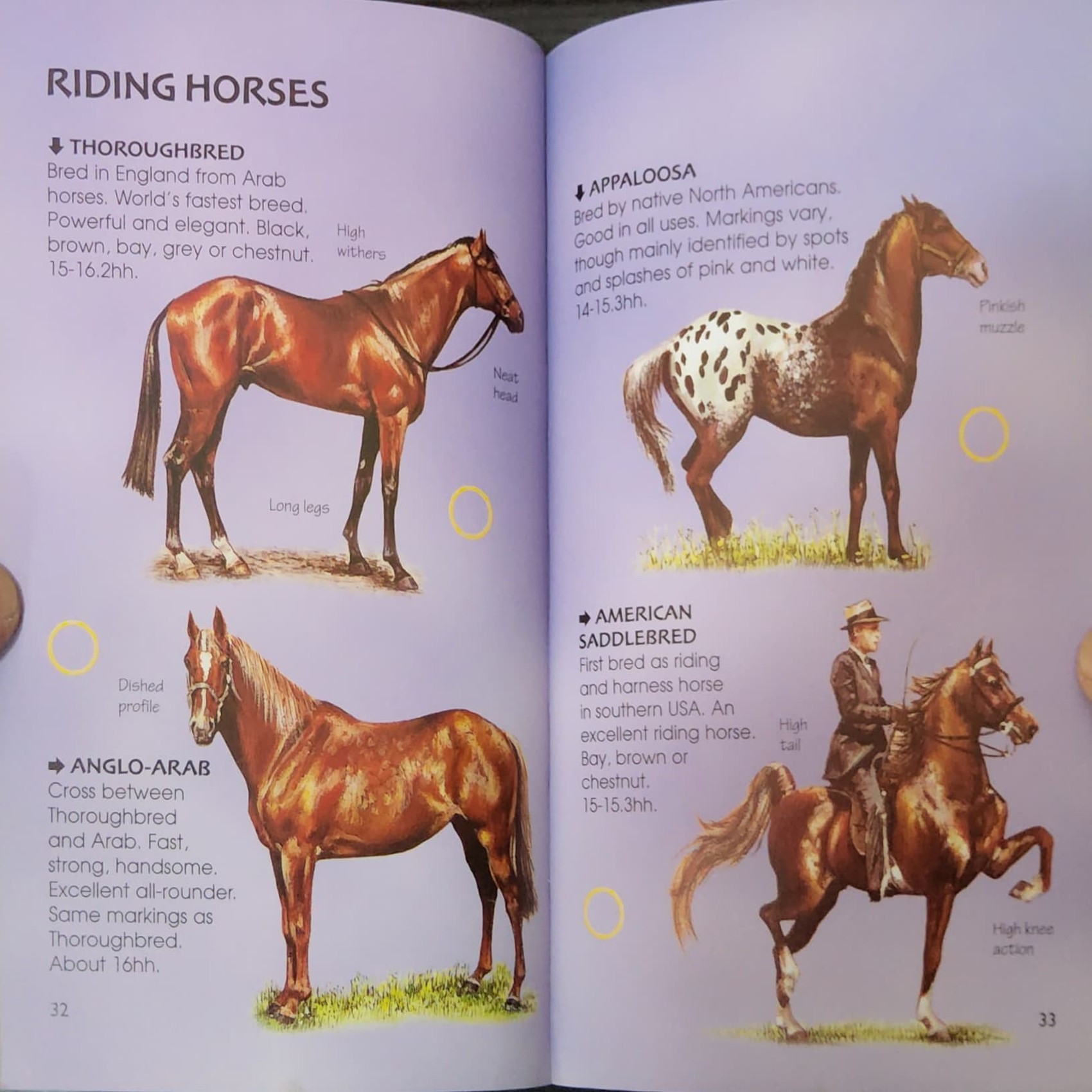 KNOWLEDGE BOOK** ð
ð
Usborne Spotter's Guide: HORSES&PONIES