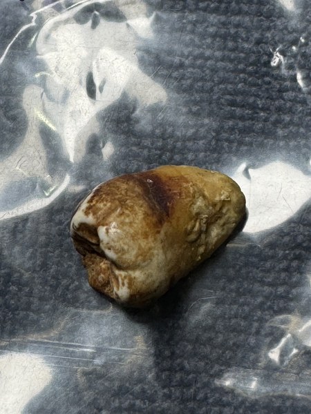 พระทันตธาตุ ครูบาแขนดำ หรือครูบากอ วัดวาฬุการาม อ.ฝาง จ.เชียงใหม่ ได้มาจากลุงอำนาจ อายุ 72 ปี อาชีพขายข้าวสาร ใน อ.เชียงดาว อ.ฝาง ทำสวนปลูกข้าวขาย ลุงอำนาจท่านเป็นลูกศิษย์ของครูบากอ ยามว่างท่านก็มาขับรถให้ครูบากอ ลุงอำนาจได้รับพระทันตธาตุมาให้ปี 2562