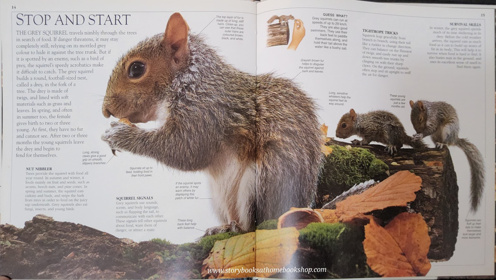 KNOWLEDGE BOOK ** 🍅🍓 LOOK CLOSER:WOODLAND (A close-up look at the natural world of woodland)