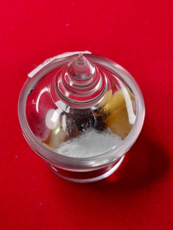 พระทันตธาตุครูบาแก้ว สิริวิชโย วัดดงมะเฟือง อ.แม่ลาว จ.เชียงราย ได้มาจากครูนันทชัย อดีตครูโรงเรียนดงมะดะ ปัจจุบัน (บันทึก 2566) ท่านอายุ 82 ปี ท่านเคยเป็นศิษย์และนับถือครูบาแก้ว ครูนันทชัยท่านเก็บสะสมวัตถุมงคลครูบาแก้ว