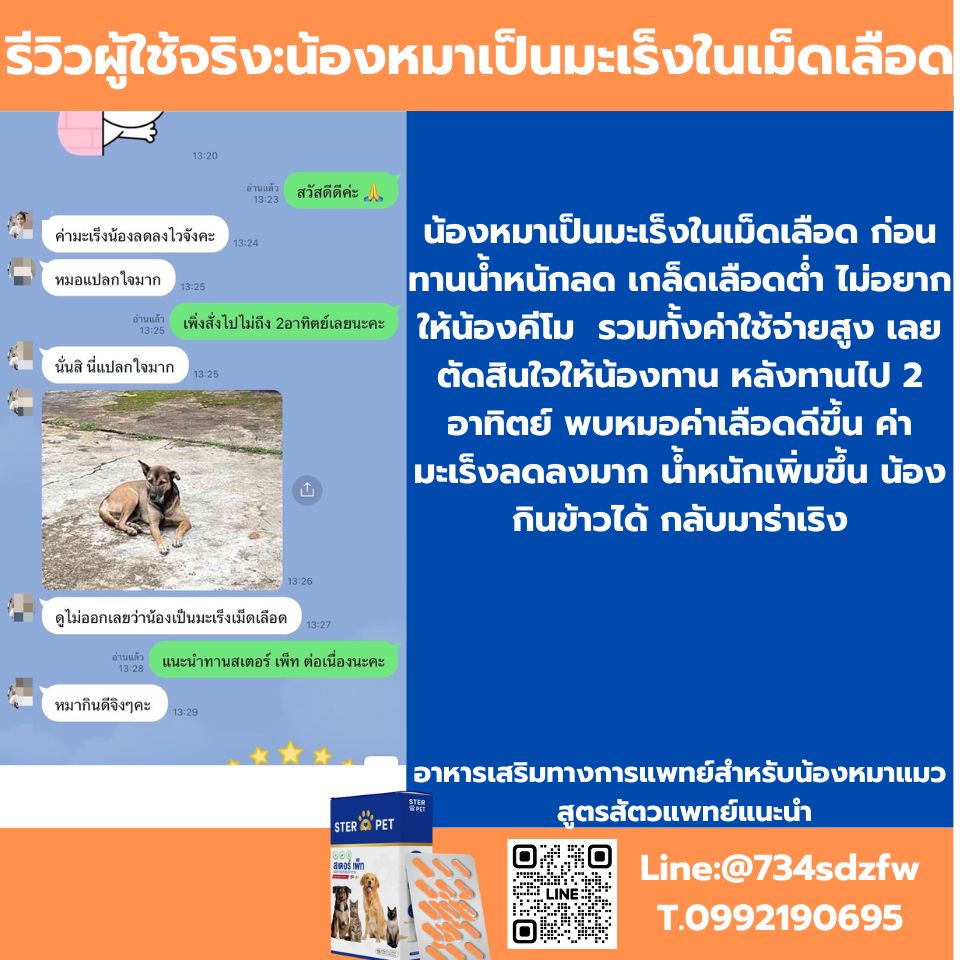 เซตทดลอง สเตอร์ เพ็ท Ster Pet เนื้องอกหมาแมว ก้อนเนื้อหมาแมว มะเร็งสุนัขแมว ลดอักเสบ ลดขนาดก้อนเนื้อ เบื่ออาหาร น้ำหนักลด ไตวายหมาแมว แผลยุบเร็ว ( 15 แคปซูล)