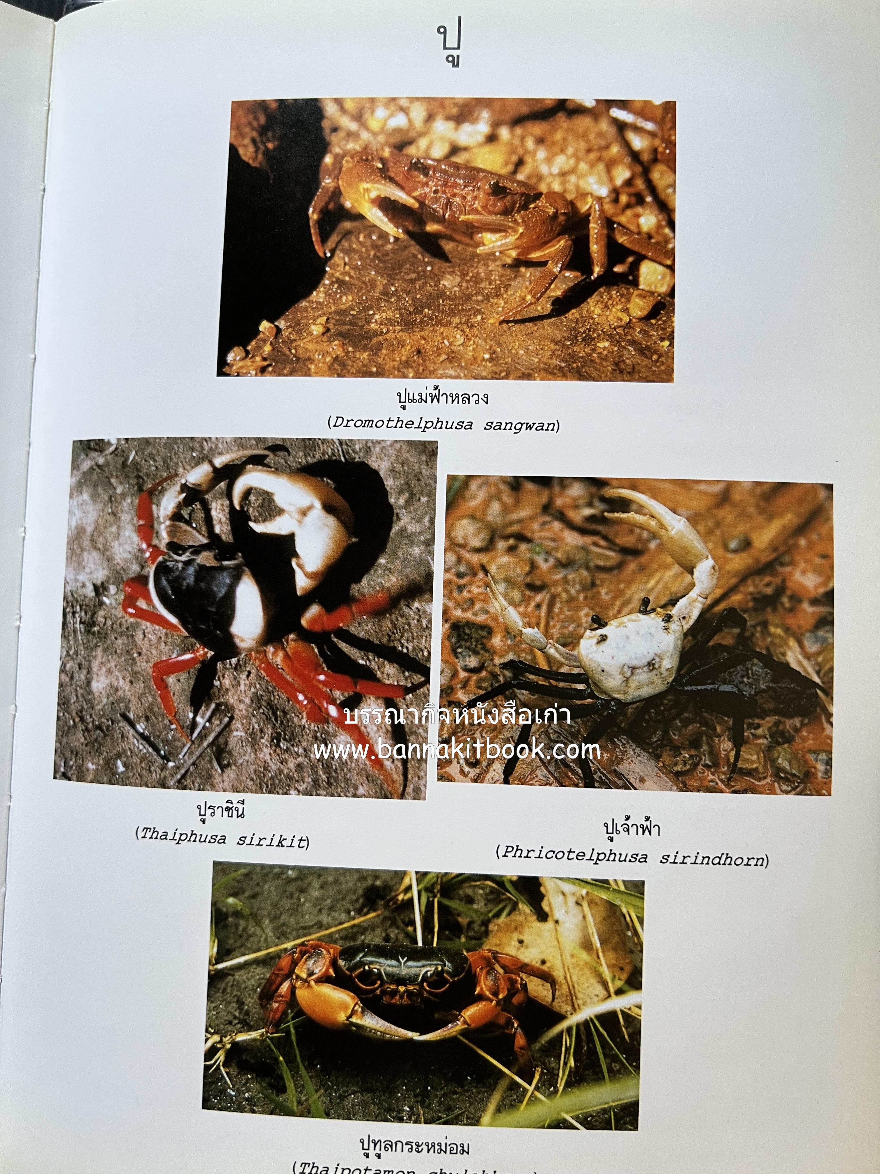 พจนานุกรม ฉบับราชบัณฑิตยสถาน พ.ศ. 2542 โดย : ราชบัณฑิตยสถาน.