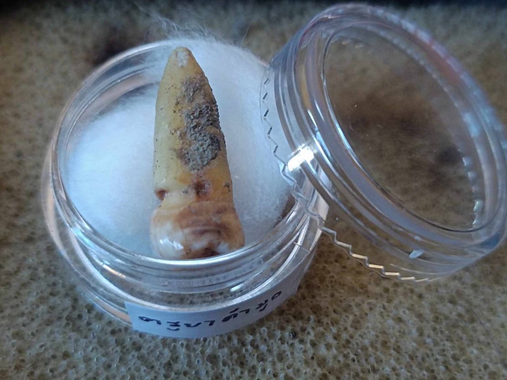 พระทันตธาตุ ครูบาคำมูล วัดศรีมงคล อ.แม่ทา จ.ลำพูน ได้มาจากปลัดประดิษฐ์ อายุ 63 ปี (บันทึก พ.ศ.2567) เคยเป็นปลัดฯ นายอำเภอ หลายพื้นที่ในจ.ลำพูน ปัจจุบันนี้อาศัยอยู่ อ.ป่าซาง ปลัดท่านได้มาจากลูกศิษย์ฯ ครูบาคำมูล ชื่อคุณต้อม เมื่อปี 2550