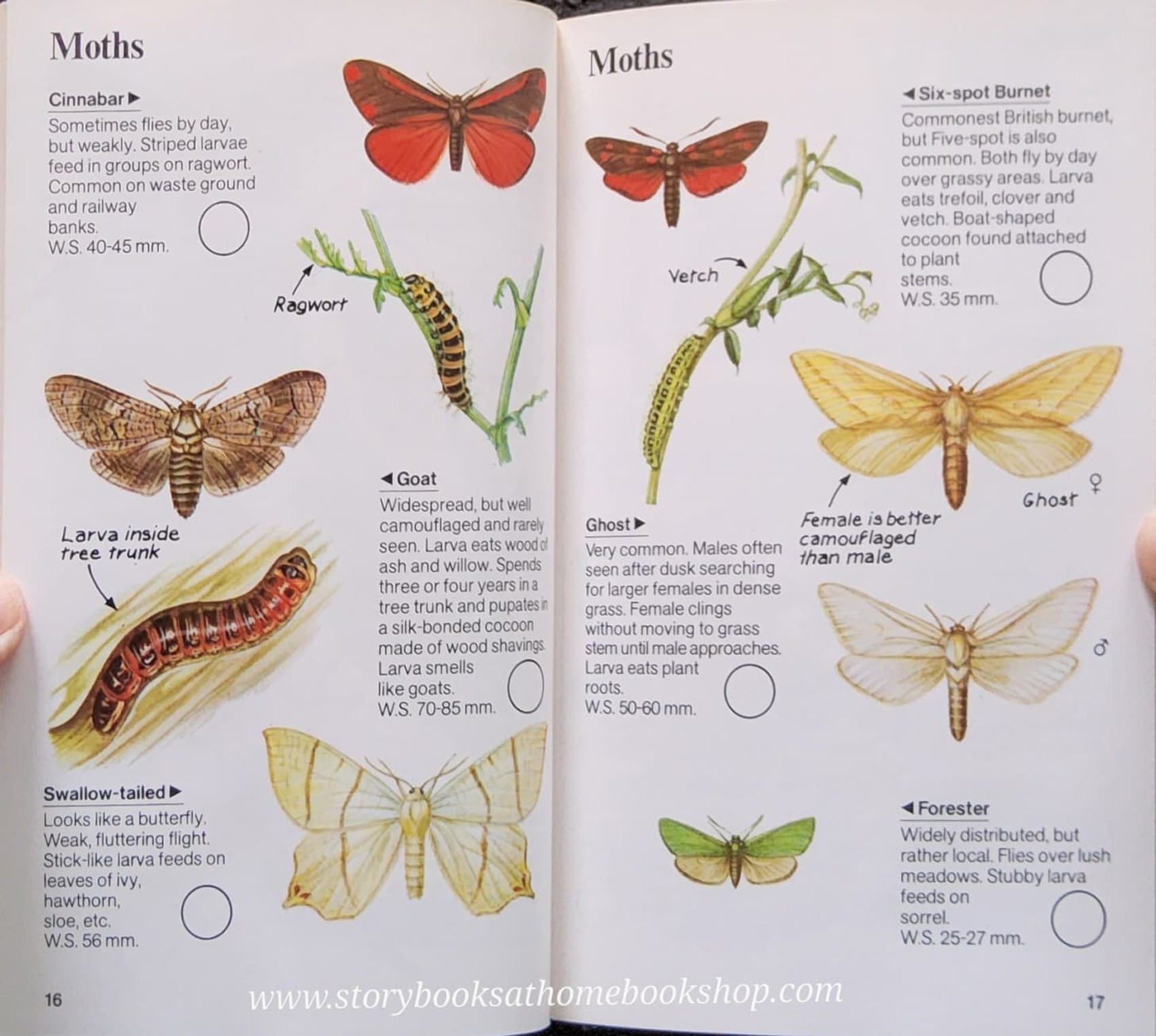 Knowledge Book** ð
ð
USBORNE SPOTTERS GUIDE: INSECT