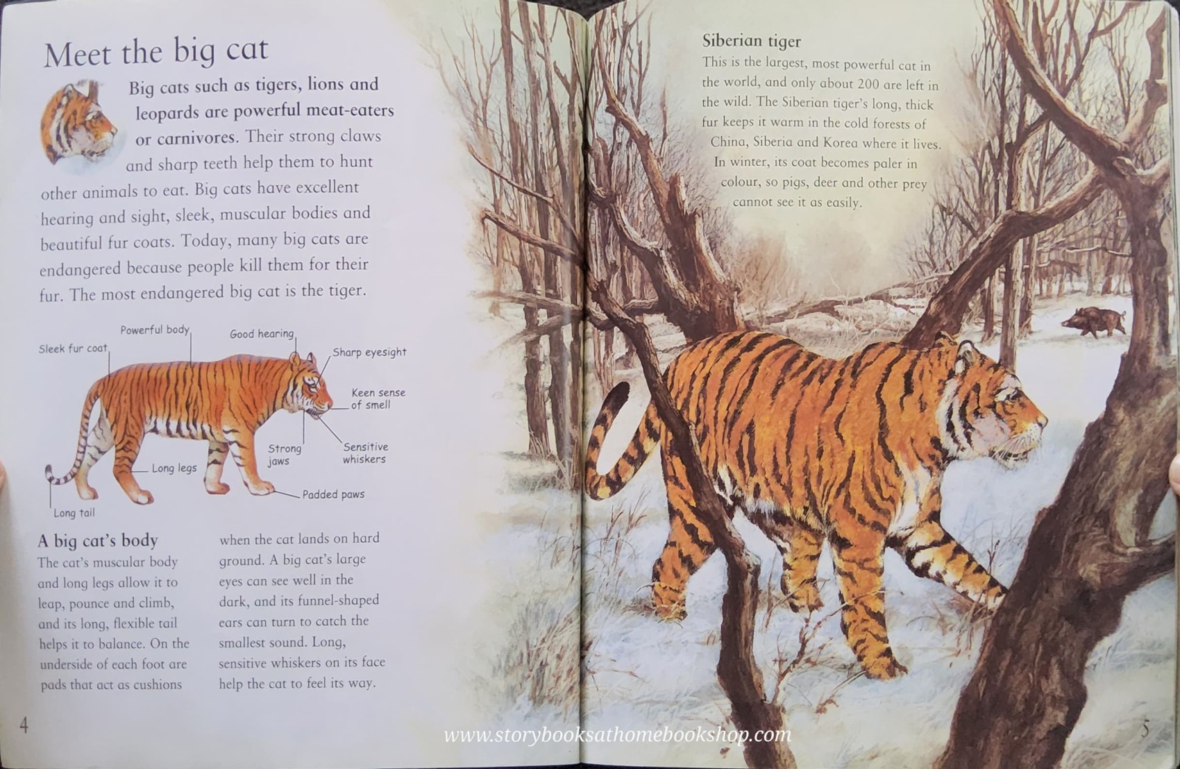 Knowledge Book ** 🍓🍓MY BEST BOOK OF BIG CATS