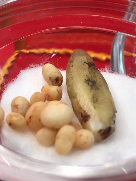 พระทันตธาตุหลวงปู่ครูบาชัยยะวงศา แกะเป็นรูปพระพุทธรูป พร้อมกับพระธาตุข้าวบิณฑ์