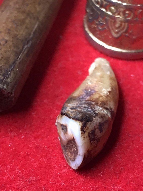 พระทันตธาตุ หวายเสก ครูบาบุุญญาภินันท์ วัดกำแพงงาม อ.หางดง จ.เชียงใหม่ เจ้าของเดิมคือหนานบุญ เสียชีวิตแล้วเมื่อปี 2548 พระทันตธาตุและหวายเสกนี้ ได้มาจากหลานหนานบุญ ชื่อปลั๊ก อายุ 33 ปี ปัจจุบันมีอาชีพ ขายผลไม้ในตลาดแม่วาง จ.เชียงใหม่