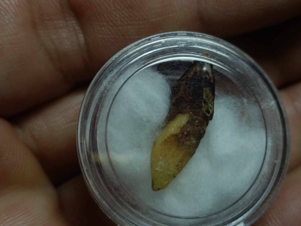 พระทันตธาตุ ครูบาบุญยืน วัดบ้านโฮ่งหลวง อ.บ้านโฮ่ง จ.ลำพูน พระทันตธาตุนี้ได้มาจากพ่อเขียว เป็นคนบ้านสันตับเต่า จ.ลำพูน พ่อเขียวอายุ 78 ปี (บันทึก พ.ศ.2567) ปัจจุบันยังมีชีวิตอยู่ ท่านเป็นกรรมการวัดบ้านโฮ่งหลวงในยุคนั้น ได้รับพระทันตธาตุมาเมื่อปี 2543