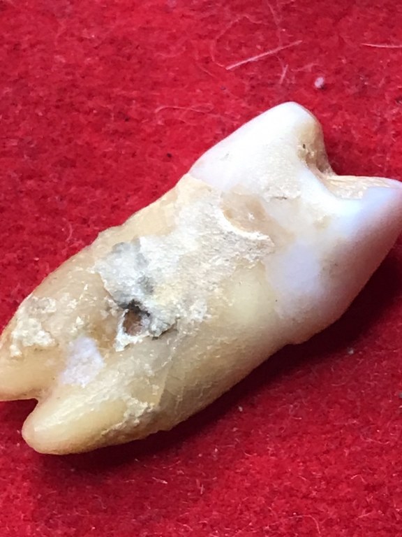 พระทันตธาตุ ครูบาติ๊บ วัดท่าวังพร้าว อ.สันป่าตอง จ.เชียงใหม่ ได้มาจากกำนันคำ อดีตกำนันบ้านปากกอง อ.สารภี จ.เชียงใหม่ ปัจจุบันอายุ 86 ปี (บันทึก พ.ศ.2566) กำนันคำได้พระทันตธาตุครูบาติ๊บ ได้มาเมื่อปี พ.ศ.2549 ได้มาจากลูกศิษย์ครูบาติ๊บ ชื่อลุงวิโรจน์