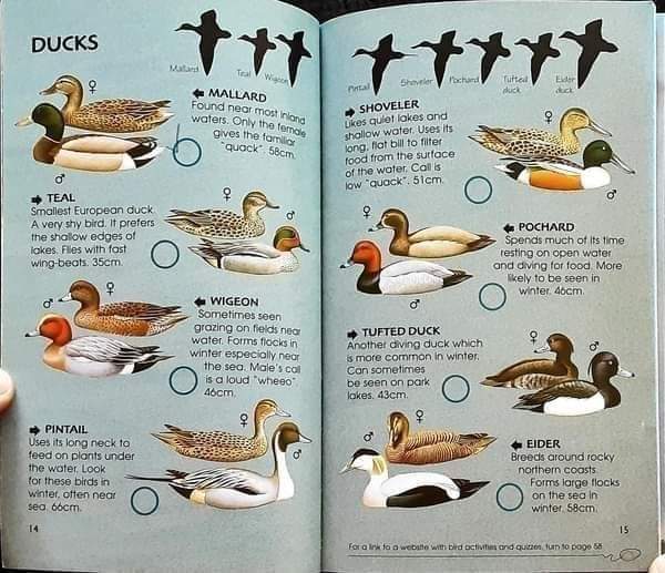 Knowledge Book ð
ð
Usborne Spotter's Guide BIRDS