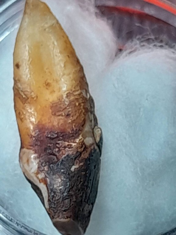 พระทันตธาตุ ครูบาบุญยืน วัดบ้านโฮ่งหลวง อ.บ้านโฮ่ง จ.ลำพูน พระทันตธาตุนี้ได้มาจากพ่อเขียว เป็นคนบ้านสันตับเต่า จ.ลำพูน พ่อเขียวอายุ 78 ปี (บันทึก พ.ศ.2567) ปัจจุบันยังมีชีวิตอยู่ ท่านเป็นกรรมการวัดบ้านโฮ่งหลวงในยุคนั้น ได้รับพระทันตธาตุมาเมื่อปี 2543