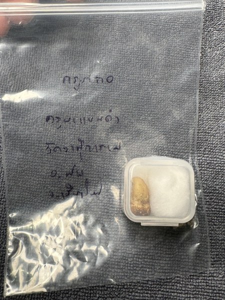 พระทันตธาตุ ครูบาแขนดำ หรือครูบากอ วัดวาฬุการาม อ.ฝาง จ.เชียงใหม่ ได้มาจากลุงอำนาจ อายุ 72 ปี อาชีพขายข้าวสาร ใน อ.เชียงดาว อ.ฝาง ทำสวนปลูกข้าวขาย ลุงอำนาจท่านเป็นลูกศิษย์ของครูบากอ ยามว่างท่านก็มาขับรถให้ครูบากอ ลุงอำนาจได้รับพระทันตธาตุมาให้ปี 2562