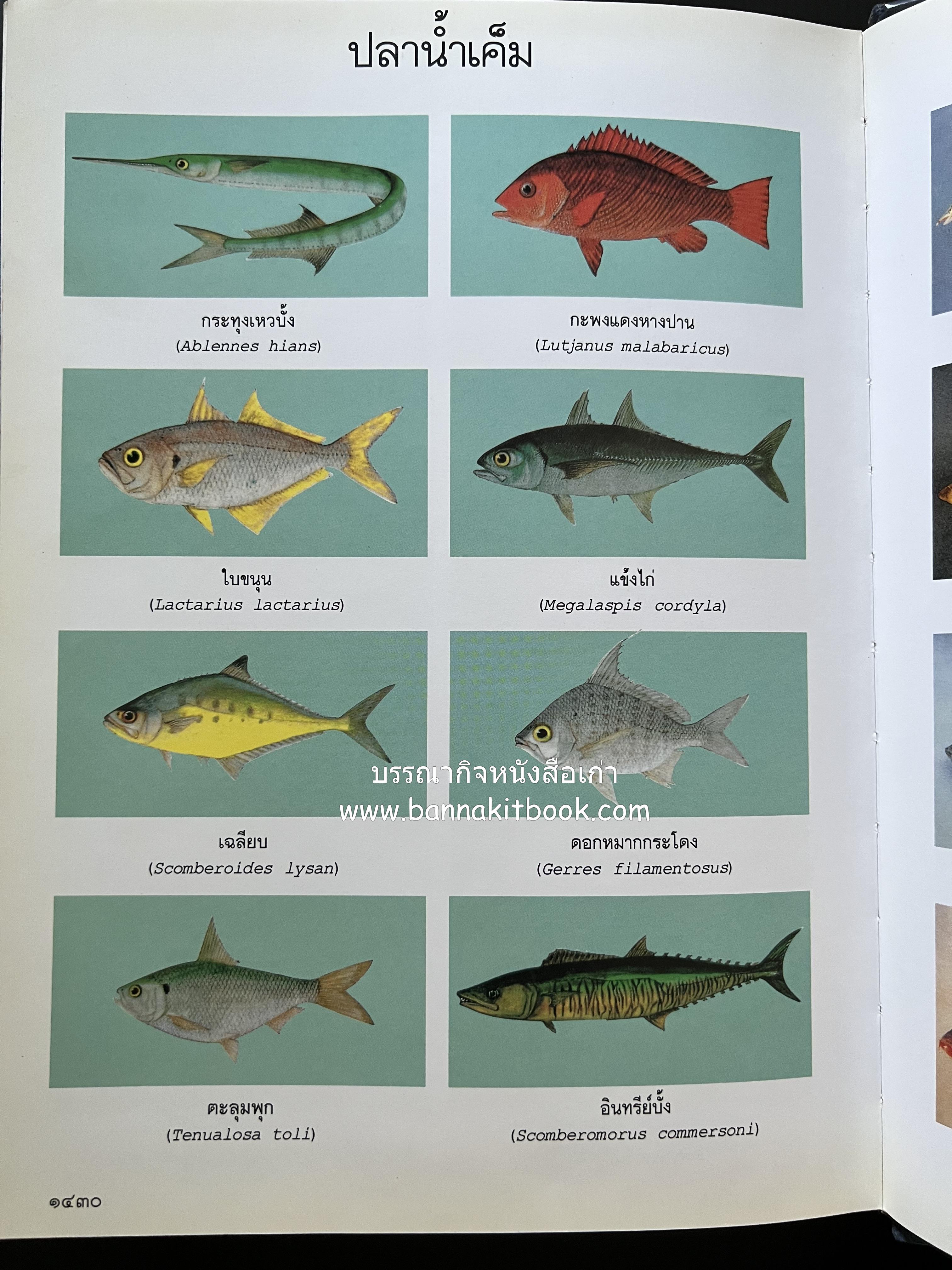 พจนานุกรม ฉบับราชบัณฑิตยสถาน พ.ศ. 2542 โดย : ราชบัณฑิตยสถาน.