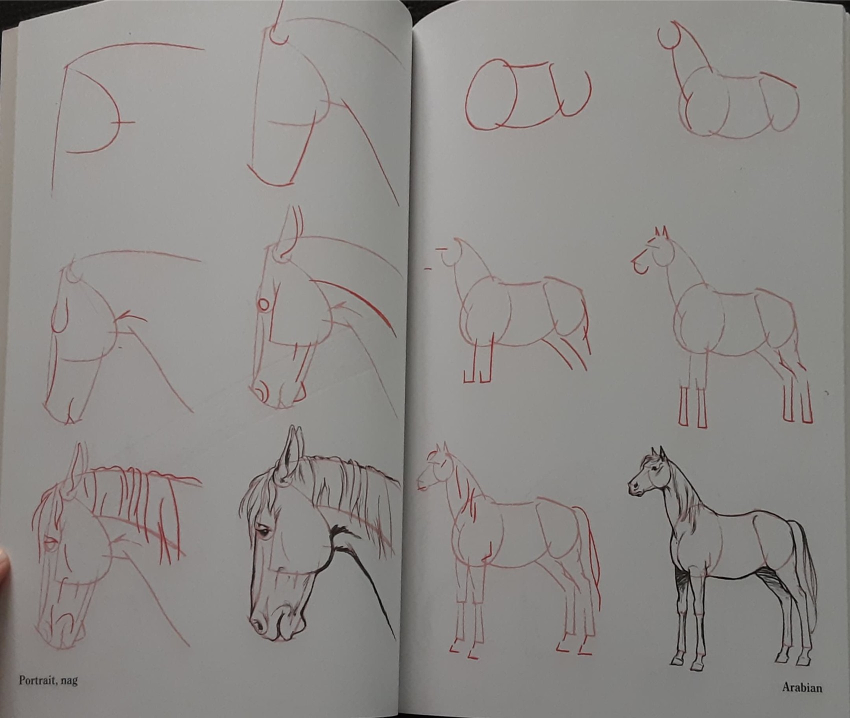 Knowledge Book** 🍅🍓DRAW 50 HORSES