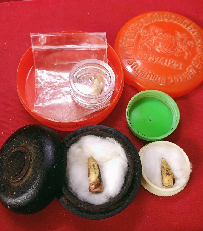 พระทันตธาตุ ครูบาดวงทิพย์์ วัดป่าแงะ อ.ป่าแดด จ.เชียงราย ได้มาจากคุณลุงสมหมาย อดีตตำรวจ อ.แม่สรวย จ.เชียงราย โดยได้มาจาก คุณลุงเจริญ อายุ 78 ปี เป็นลูกศิษย์ครูบาดวงทิพย์ และได้รับ พระทันตธาตุนี้มาเมื่อปี 2555 และได้ส่งมอบให้คุณลุงสมหมายเมื่อปี 2558