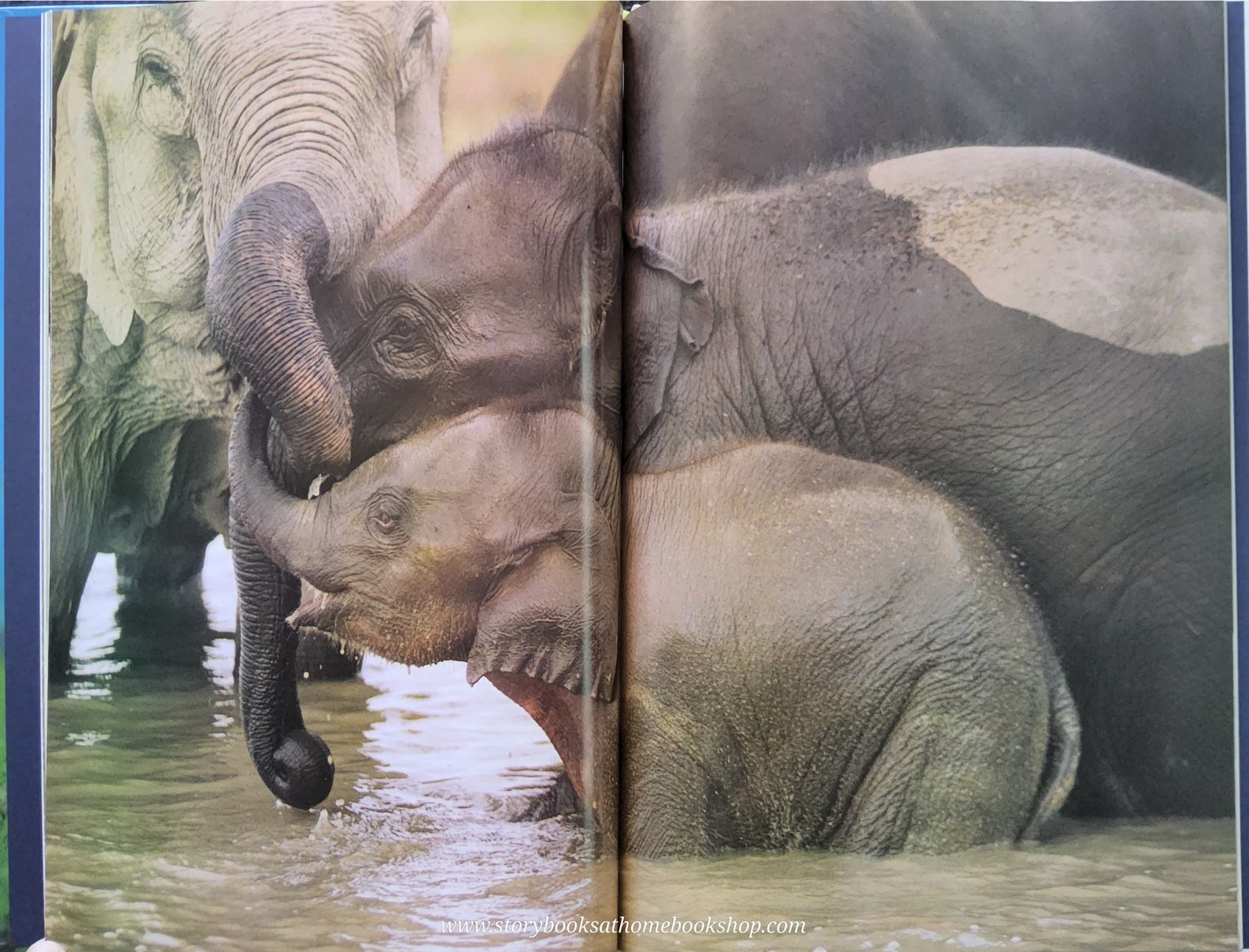 KNOWLEDGE BOOK** ♥️♥️ELEPHANTS A PORTAIT OF THE ANIMAL WORLD