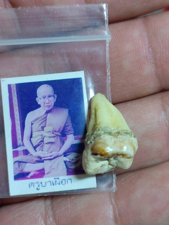 พระทันตธาตุครูบาเผือก วัดไชยสถาน ต.สบแม่ข่า อ.หางดง จ.เชียงใหม่ ได้มาจาก พี่ต้อม อายุประมาณ ๕๐ กว่าปี อยู่ตำบลหางดง อำเภอหางดง จ.เชียงใหม่ เจ้าของเดิมเป็นของคุณพ่อของพี่ต้อม ชื่อพ่อเตี้ย เสียชีวิตเมื่อปี ๒๕๖๒ หากอยู่ถึงปัจจุบัน ก็จะมีอายุ ๘๐ กว่าปี