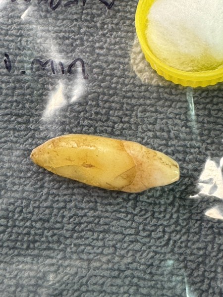 พระทันตธาตุ หลวงพ่อสาย วัดท่าไม้แดง จ.ตาก ผมได้พระทันตธาตุครูบาต่าง ๆ มาจากคุณปู่เสน่ห์ อายุ 83 ปี อดีตรับราชการครู เป็นครู และเป็น ผ.อ. ในโรงเรียนหลายจังหวัดในภาคเหนือ ปลดเกษียณมาแล้ว 23 ปี (บันทึก 2567) ปัจจุบันนี้ปู่เสน่ห์ะทำ resort จังหวัดแพร่