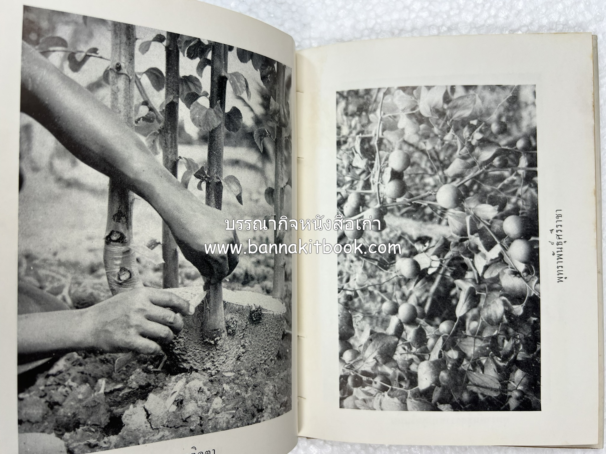 การเพาะปลูกพุทรา ตำราชุดเกษตรกรรม ของ หลวงบุเรศบำรุงการ.