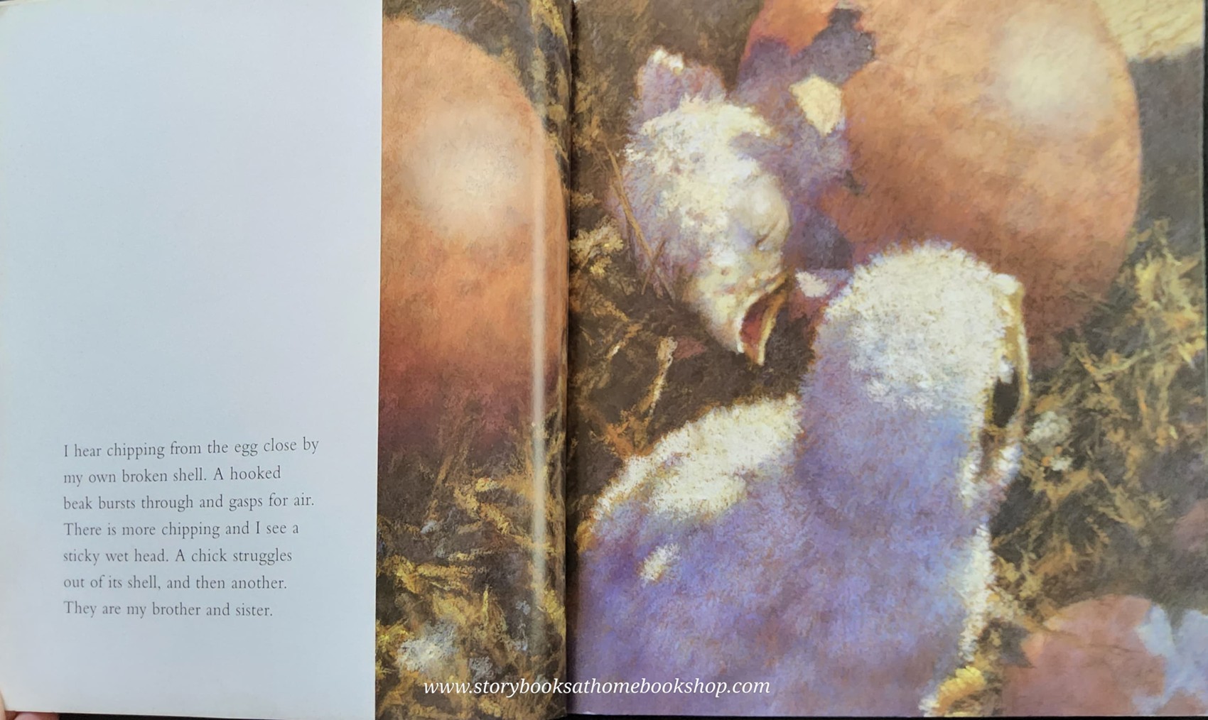 หนังสือนิทานปกอ่อน** 🍅WINDHOVER BY ALAN BROWN&CHRISTIAN BIRMINGHAM