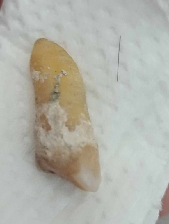 พระทันตธาตุครูบากองแก้ว วัดต้นยางหลวง จ.เชียงใหม่ ได้มาจากกำนันคำ อดีตกำนันบ้านปากกอง อ.สารภี จ.เชียงใหม่ ปัจจุบันอายุ 86 ปี (บันทึก พ.ศ.2566) กำนันคำจะมีคนคอยหาวัตถุมงคลให้ ชื่อว่าลุงสมควรปัจจุบันเสียชีวิตแล้ว ถ้ามีชีวิตอยู่น่าจะมีอายุประมาณ 70 ปี