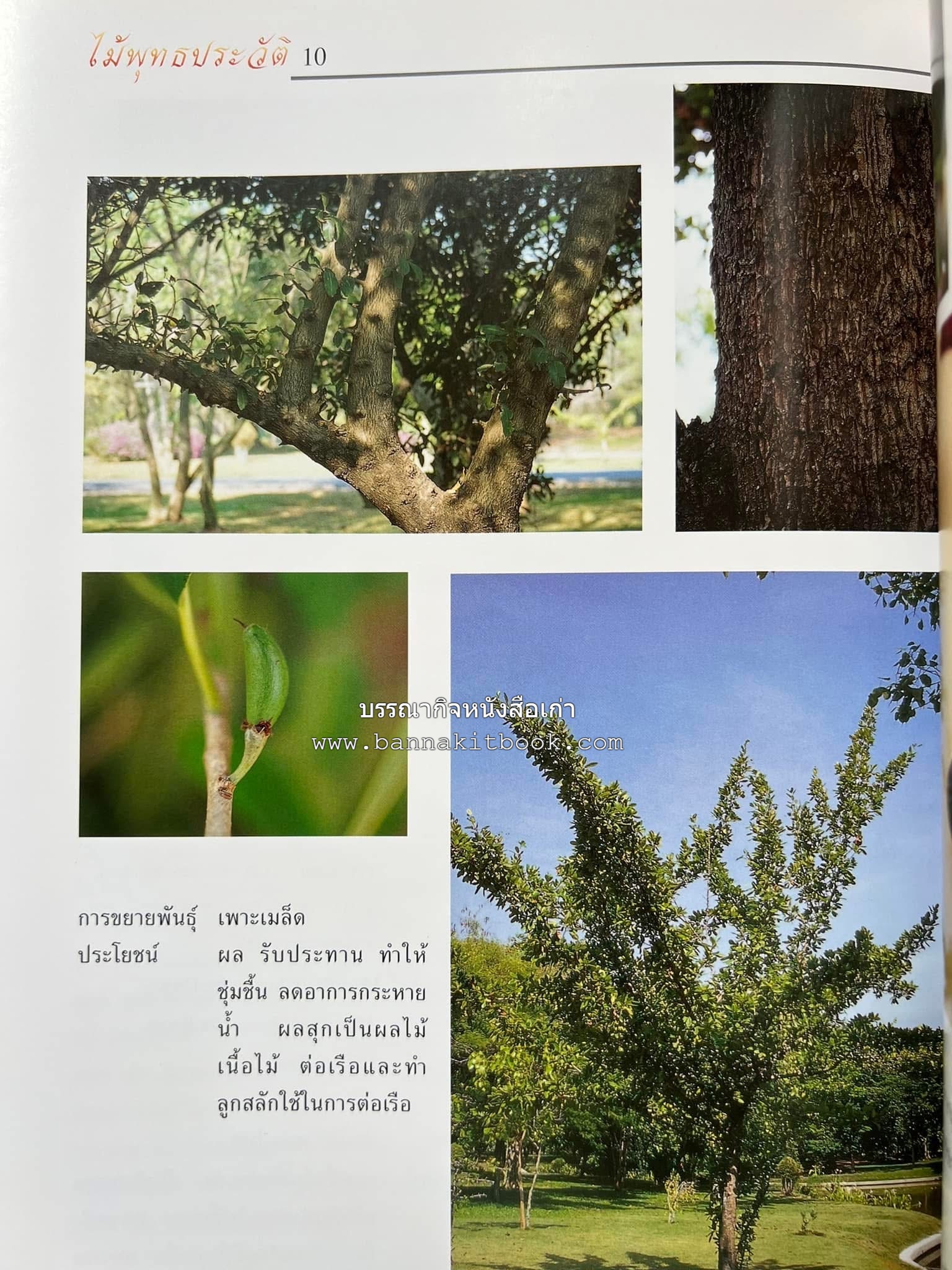 ไม้พุทธประวัติ โดย : ศาสตราจารย์กิตติคุณ ดร.พเยาว์ เหมือนวงษ์ญาติ ราชบัณฑิต ผู้เชี่ยวชาญเภสัชวิทยา และสมุนไพรไทย.