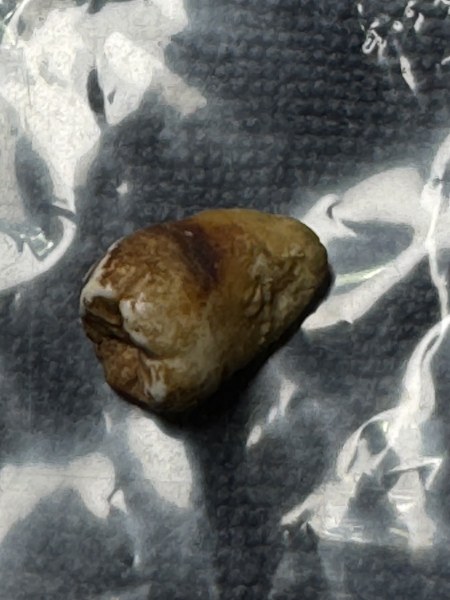 พระทันตธาตุ ครูบาแขนดำ หรือครูบากอ วัดวาฬุการาม อ.ฝาง จ.เชียงใหม่ ได้มาจากลุงอำนาจ อายุ 72 ปี อาชีพขายข้าวสาร ใน อ.เชียงดาว อ.ฝาง ทำสวนปลูกข้าวขาย ลุงอำนาจท่านเป็นลูกศิษย์ของครูบากอ ยามว่างท่านก็มาขับรถให้ครูบากอ ลุงอำนาจได้รับพระทันตธาตุมาให้ปี 2562