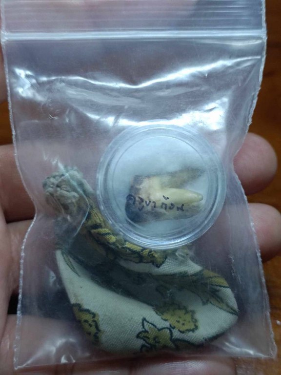 พระทันตธาตุครูบาก้อน วัดแม่พริกบน อ.แม่พริก จ.ลำปาง ได้มาจากหนานกุ้ง ลูกพ่อหนานหล้า พ่อหนานหล้าเคยบวชที่วัดแม่พริก ตั้งแต่ปี 2510- 2532 เมื่อสึกออกมาก็ทำสวน ค้าข้าวสารใน ต.แม่พริก อายุ 78 ปี ส่วนหนานกุ้งผู้เป็นลูกชายอายุ 37 ปี ได้มาเมื่อราว ๆ ปี 2530