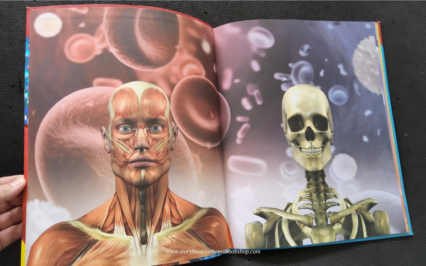 KNOWLEDGE BOOK ** 🍅🍓PRIMARY EXPLORERS: HUMAN BODY (STICKERS&GIANT POSTER)