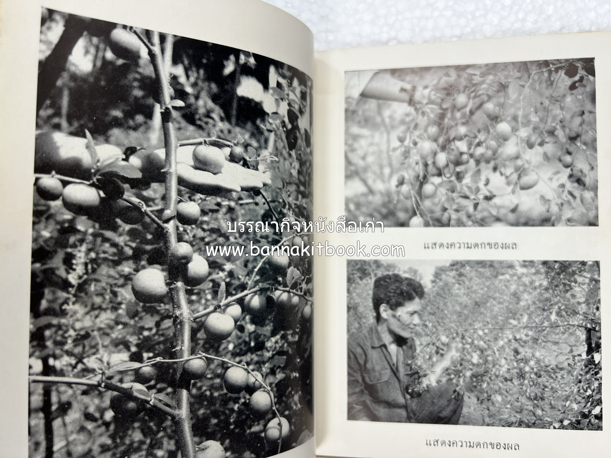 การเพาะปลูกพุทรา ตำราชุดเกษตรกรรม ของ หลวงบุเรศบำรุงการ.