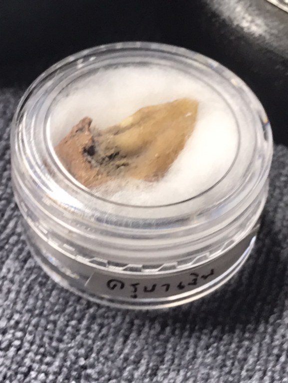 พระทันตธาตุ ครูบาเงิน วัดกอโชค จ.เชียงใหม่่ พระทันครูบาเงินนี้ ได้รับมาจากคุณอภิรักศ์ ท่านเป็น ผอ. โรงเรียนวัดท่ากาน อ.สันป่าตอง จ.เชียงใหม่ อายุ 52 ปี (บันทึก พ.ศ.2567) โดยได้รับมาจากคุณพ่อของท่าน ชื่อตานัน คุณตานัน เขียวคำ ท่านเสียเมื่อปี 2560