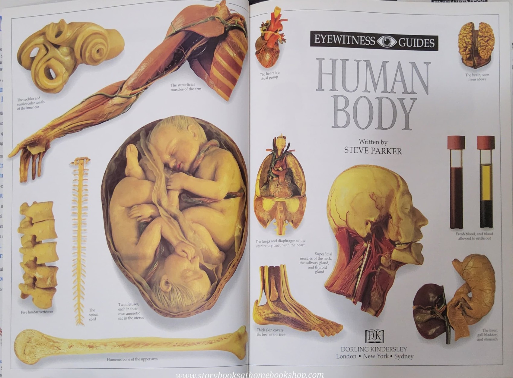 KNOWLEDGE BOOK** ♥️DK EYEWITNESS GUIDES:HUMAN BODY