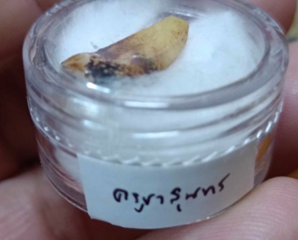 พระทันตธาตุ พระเกศา ครูบาสุนทร วัดป่าป่วย อ.บ้านโฮ่ง จ.ลำพูน เจ้าของเดิม ชื่อคำแสน อดีตผู้ใหญ่บ้าน บ้านสันตับเต่า อ.บ้านโฮ่ง จ.ลำพูน บ้านลุงคำแสนอยู่ห่างจากวัดไม่มาก อายุ 74 ปี (บันทึก พ.ศ. 2567) ท่านจำได้แต่ว่าได้มาหลายสิบปีแล้ว แต่จำ พ.ศ.ไม่ได้