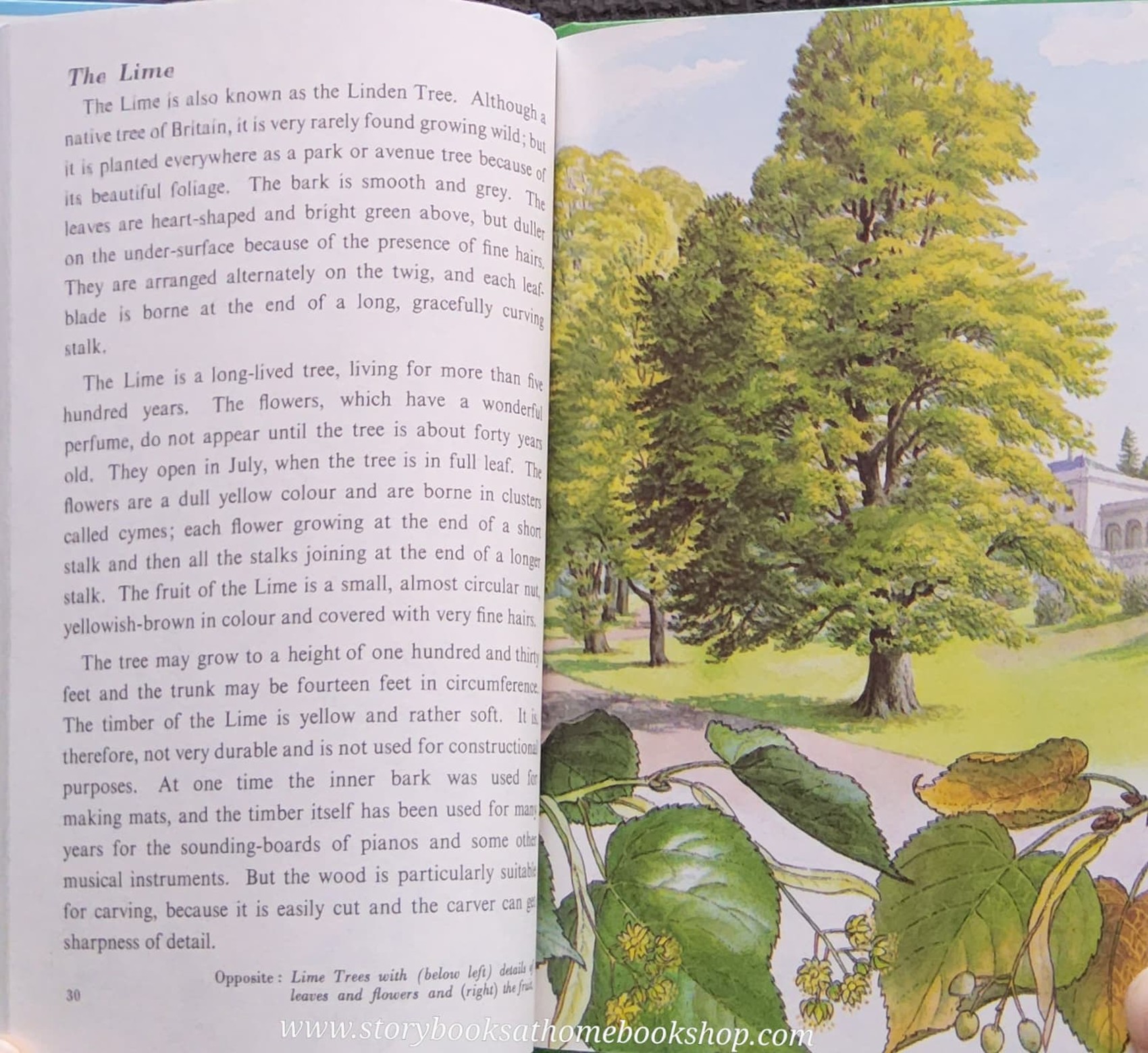 หนังสือนิทานปกแข็ง** 🍓🍓TREES