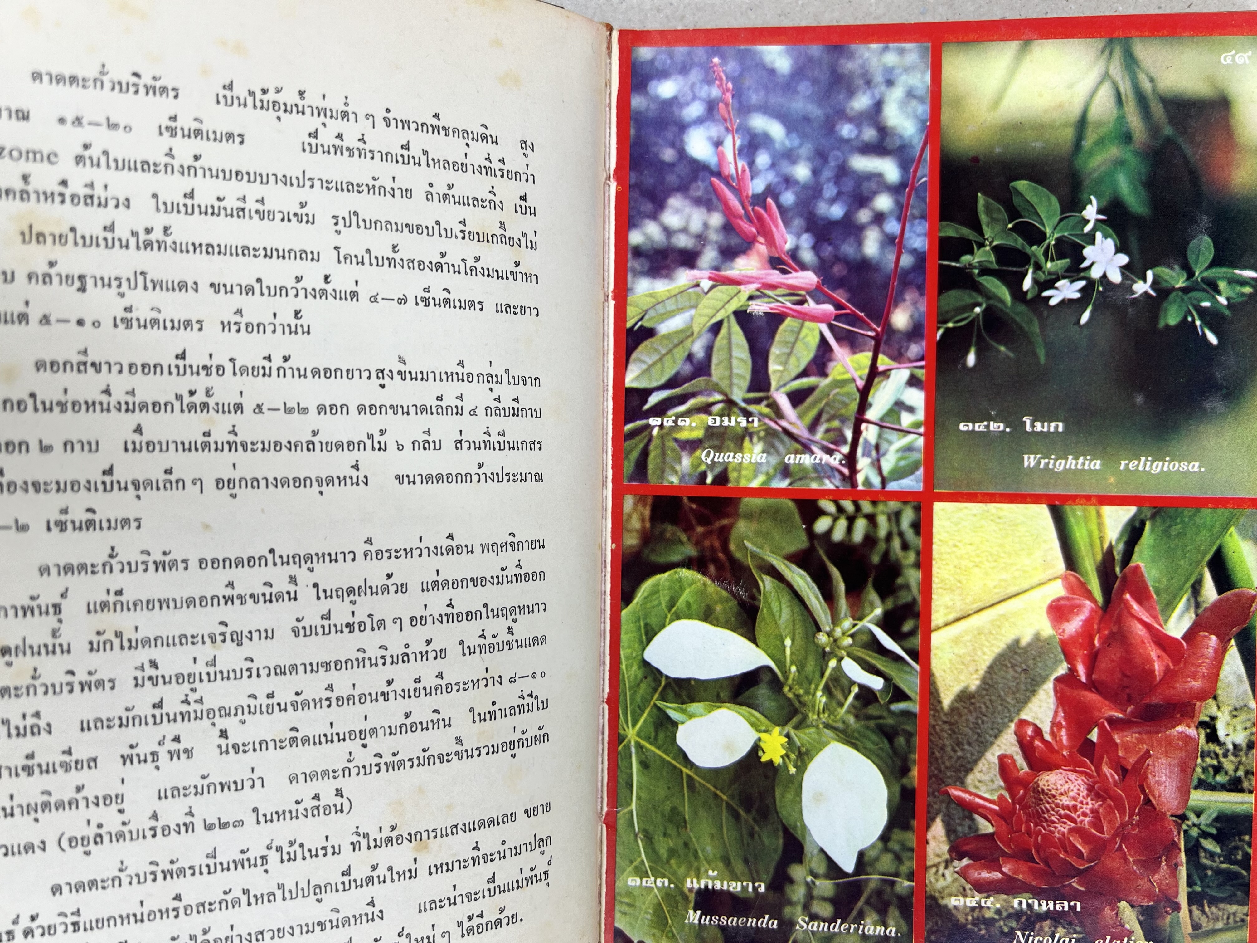 ดอกไม้เมืองไทย ชุดที่ 1-2 : คู่มือรู้จักดอกไม้โดยละเอียด พร้อมภาพสี 140 ภาพ โดย : วิชัย อภัยสุวรรณ (2 เล่มชุด).