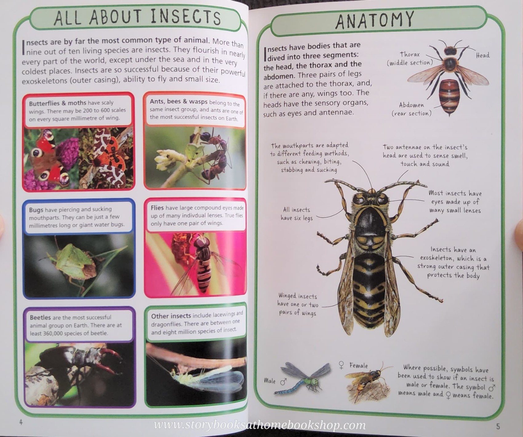 KNOWLEDGE BOOK** 🍅🍓 SPOT 50 INSECTS HOW TO IDENTIFY 50 SPECIES