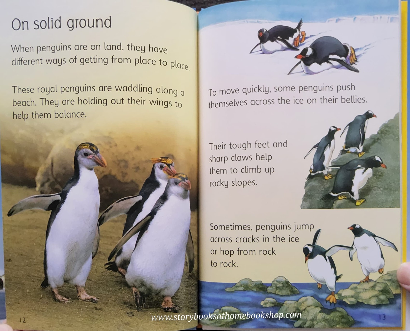 KNOWLEDGE BOOK** ♥️♥️USBORNE PENGUINS