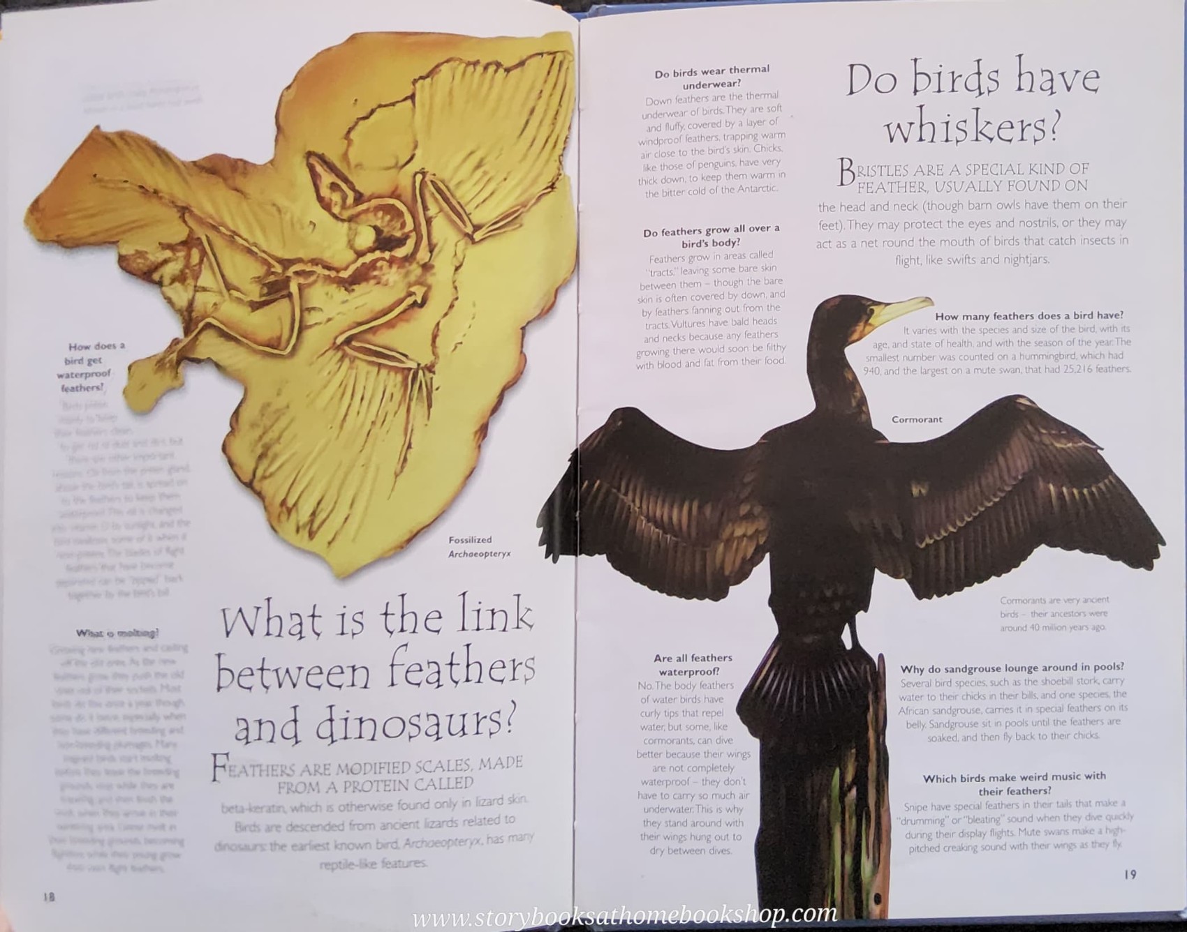 KNOWLEDGE BOOK** ♥️♥️QUESTIONS AND ANSWERS BIRDS