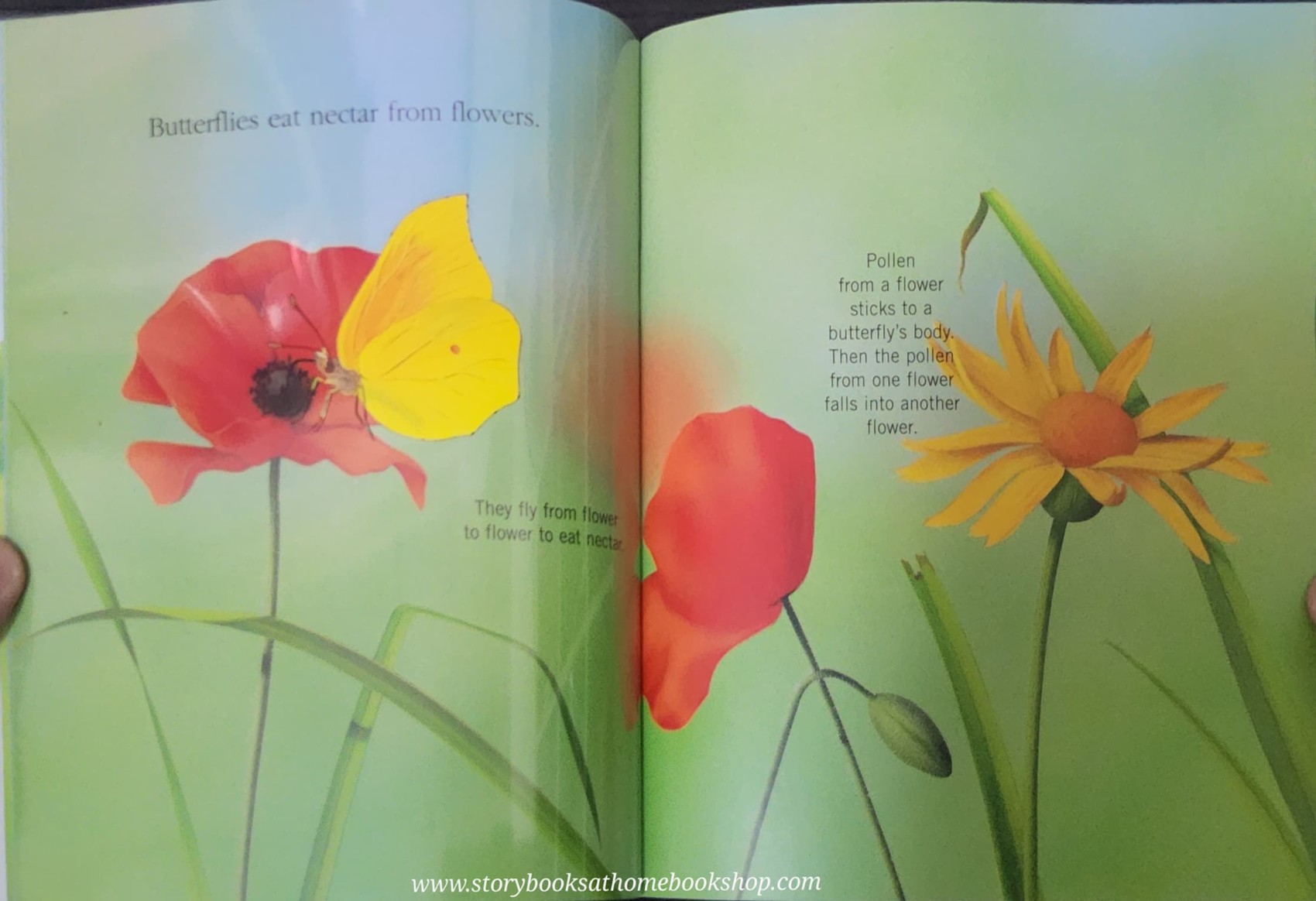 KNOWLEDGE BOOK WITH FEATURES TRANSPARENT PAGES** ð
ðBUTTERFLIES A FIRST DISCOVERY BOOK